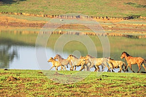 Group of horse run