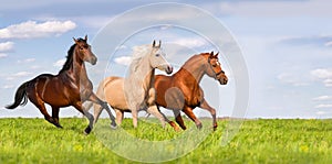 Group of horse run