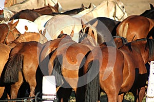 Group of horses. Back view. Horses with brown fur and bays. Cut tails. Farm animals in farmyard. Herd.