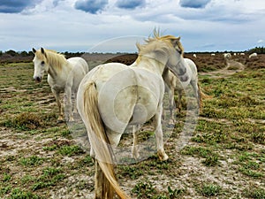 Group of horses, Camargue, France