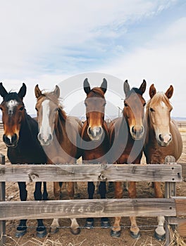 A group of horses curiously peering through the wooden slats of a worn fence, their attentive gaze and unique markings photo