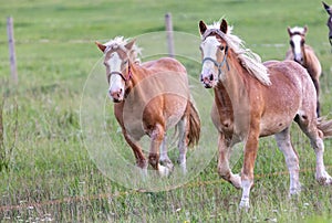 Group of horses eating grass in field