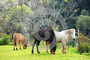 Group of horses eating grass in green farm