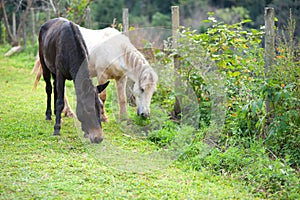 Group of horses eating grass in green farm