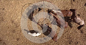 Group of horses eating hay in an arid field on sunny summer day, aerial photo