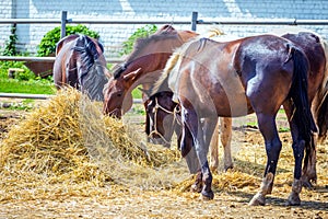 A group of horses eating hay in the street