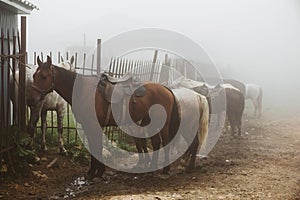 Group of horses on foggy farm or ranch, haze morning