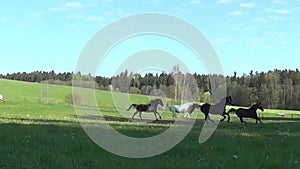 Group horses gallop free in meadow happy in summer