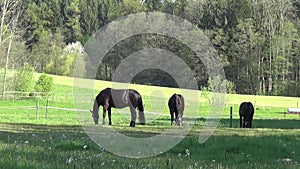 Group horses gallop free in meadow happy in summer