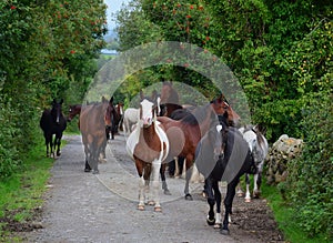 A group of horses going to their stable. Ireland