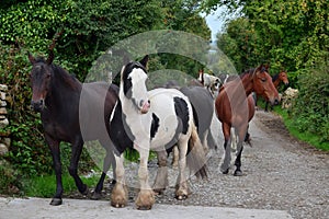 A group of horses going to their stable. Ireland