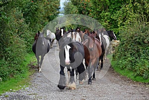 A group of horses going to their stable. Ireland