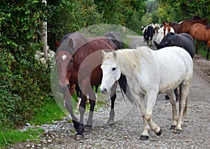 A group of horses going to their stable. Ireland