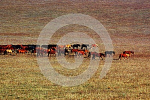 Group of horses in grassland