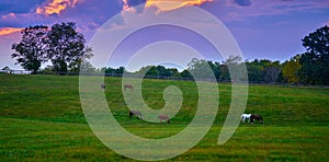 Group of horses grazing at dusk in a field