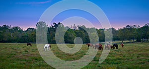 Group of horses grazing at evening in a open field