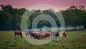 Group of horses grazing at evening in a open field