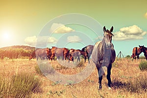 Group of horses grazing in the field