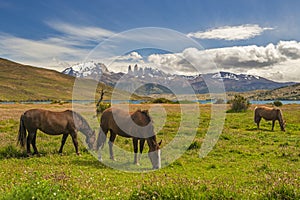 Group of horses grazing in the foothills of Torres del Paine
