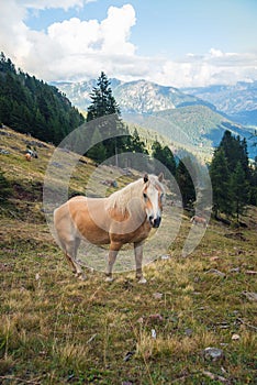 Horse Grazing on Meadows on the Slopes of The Alps