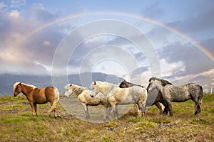 Group of horses while grazing in the iceland plain