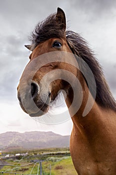 Group of horses while grazing in the iceland plain