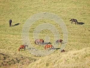 Group of horses grazing in a large field