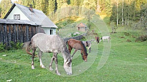 A group of horses grazing near wooden houses in the village. Quiet country life. Farming