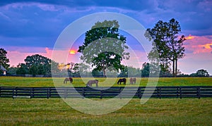 Group of horses grazing with setting sun in a field