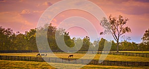 Group of horses grazing at sunset with fence