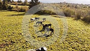 Group of horses grazing in a vast open field