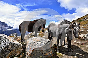 A group of horses in Himalayas. Annapurna Circuit Trek. District, Nepal, Asia.