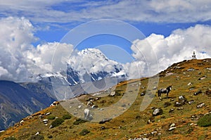 A group of horses in Himalayas. Annapurna Circuit Trek. Manang District, Nepal, Asia.