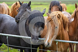 group of horses of the Icelandic breed