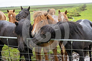 group of horses of the Icelandic breed