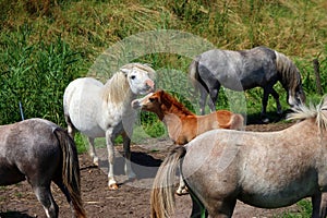 group of horses including a white mare with her young brown foal