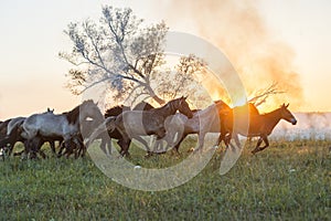 Group of horses are in the meadow