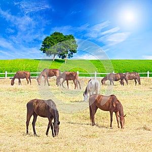 Group of horses on a meadow in farm
