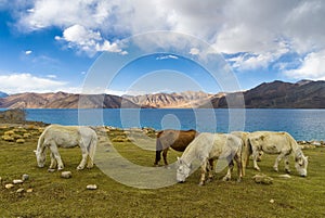 Group of horses near Pangong Lake with blue sky in Leh district, Ladakh, Himalayas, Jammu and Kashmir, India.