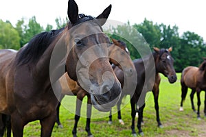 Group of horses outside horse ranch