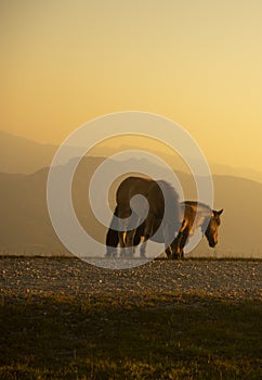 group of horses pacing in the mountains at sunset