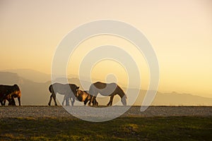 group of horses pacing in the mountains at sunset