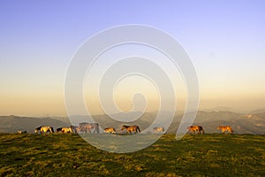 group of horses pacing in the mountains at sunset