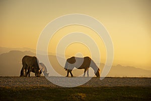 group of horses pacing in the mountains at sunset
