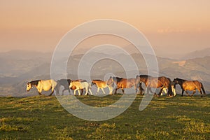 group of horses pacing in the mountains at sunset