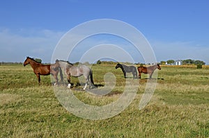 Group of horses in a pasture