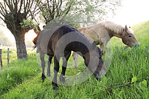 Group of horses pasturing on the meadows along the Vistula river in Mazovia region in Poland