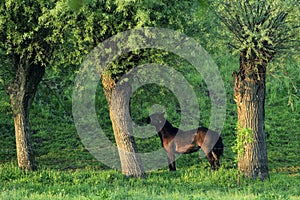 Group of horses pasturing on the meadows along the Vistula river in Mazovia region in Poland