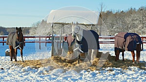 Group of horses on rest in winter field. Animals concept.