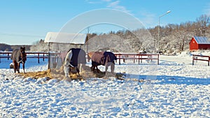 Group of horses on rest in winter field. Animals concept. Beautiful animals backgrounds